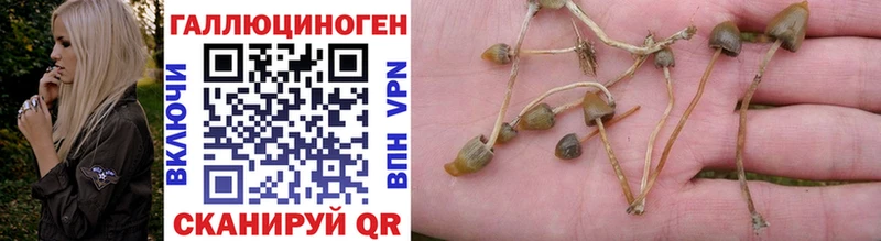 продажа наркотиков Арамиль Псилоцибиновые грибы Cubensis